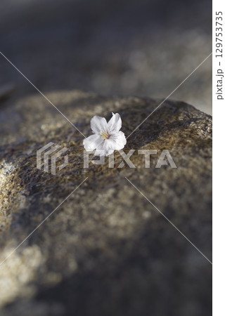 桜の花が神社の手水舎の石の上にあります。 129753735