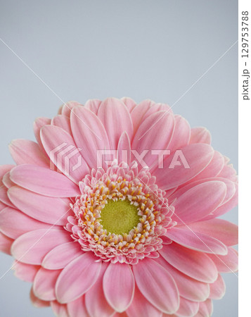 ピンク色のガーベラの花 129753788