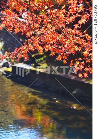 京都 三尾 高雄の美しい紅葉 (京都府京都市右京区) 京都 三尾 高雄の美しい紅葉 (京都府京都市右京区) 129753795