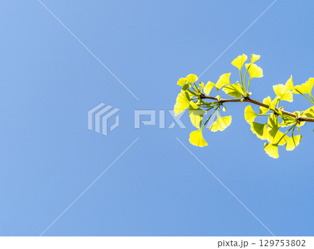 春の陽に輝くイチョウの若葉 129753802