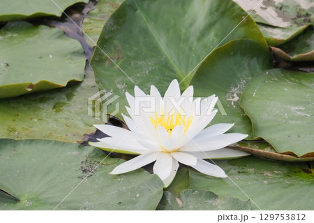 白い睡蓮の花 129753812