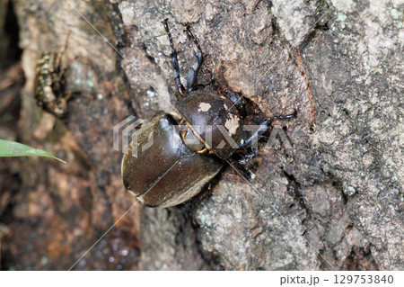 樹液を吸うカブトムシ 樹液を吸うカブトムシ 129753840
