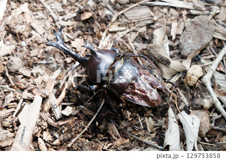カブトムシの死骸 129753858