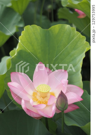 葉の間から顔を出した蓮の花 129753995