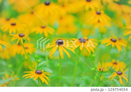 ルドベキアの群生と花畑の風景 129754054