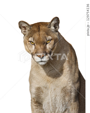 portrait of puma sitting in the sun isolated on white background 129754136