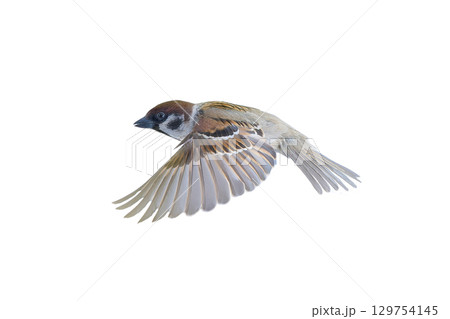 flying sparrow isolated on white background 129754145