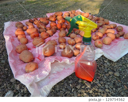 spray bottle with pink liquid for treating seed potatoes before planting against the background of tubers scattered on white material on a rocky surface 129754562