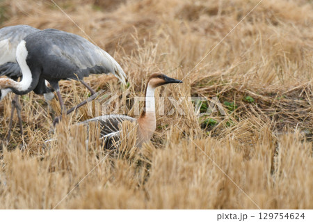 冬に見られる珍しい野鳥、大きなガンの仲間サカツラガン 129754624