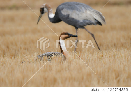 冬に見られる珍しい野鳥、大きなガンの仲間サカツラガン 冬に見られる珍しい野鳥、大きなガンの仲間サカツラガン 129754826