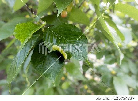 サクランボの葉にできた虫こぶの写真 129754837