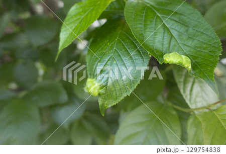 サクランボの葉にできた虫こぶの写真 サクランボの葉にできた虫こぶの写真 129754838