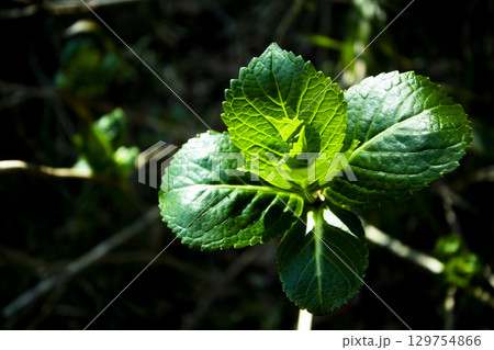青々とした紫陽花の葉の写真 青々とした紫陽花の葉の写真 129754866