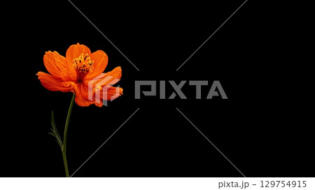 オレンジの一輪の花、黒背景 オレンジの一輪の花、黒背景 129754915