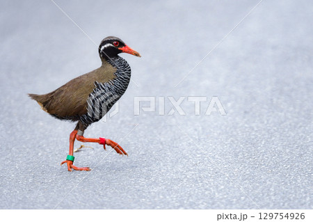 沖縄県のやんばる地方でしか見られない世界的に珍しい鳥、絶滅のおそれのあるヤンバルクイナ 129754926