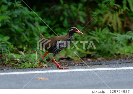 沖縄県のやんばる地方でしか見られない世界的に珍しい鳥、絶滅のおそれのあるヤンバルクイナ 129754927