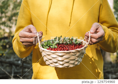 gathering fresh berries lingonberry in woven basket during sunny day in forest. closeup. 129754960