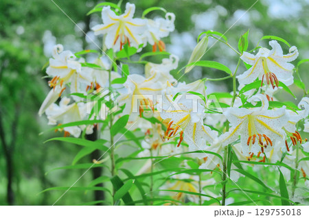 小雨が降る中で咲くヤマユリの花 129755018