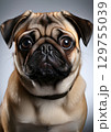 パグ　小型犬　中型犬　AI生成 129755039