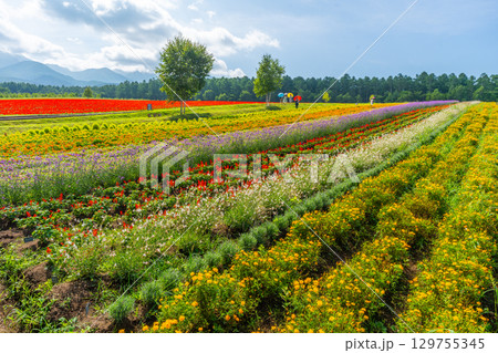 八ヶ岳　花畑　八ヶ岳ガーデンプロジェクト　 129755345