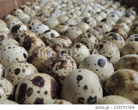 eggs with abstract spots standing in an incubator tray with the blunt end up for hatching quails at home, close-up in a blurred perspective 129755364
