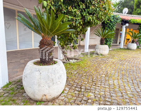 A row of cycads in large stone pots near a tiled pathway. Urban landscaping, architectural greenery, and Mediterranean outdoor design. A row of cycads in large stone pots near a tiled pathway. Urban landscaping, architectural greenery, and Mediterranean outdoor design. 129755441
