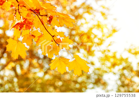 Natural autumn maple leaves on a branch, through which the setting sun shines 129755538