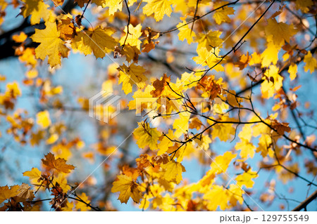 Natural autumn maple leaves on a branch, through which the setting sun shines against the blue sky 129755549