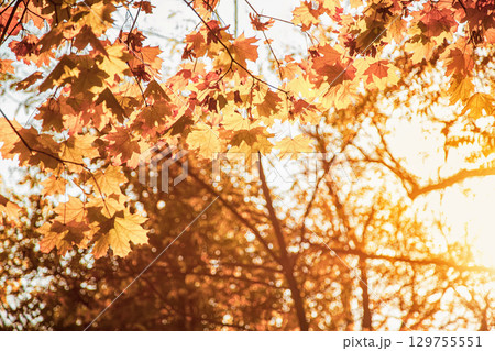 Natural autumn maple leaves on a branch, through which the setting sun shines 129755551