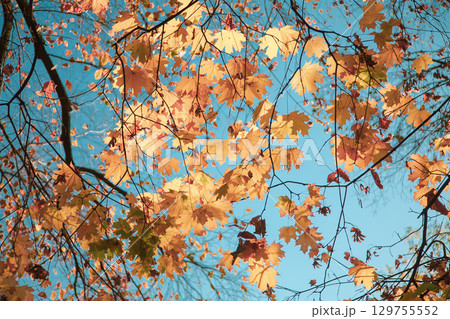 Natural autumn maple leaves on a branch, through which the setting sun shines against the blue sky 129755552