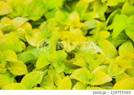 Coleus blumei Wizard Golden, green and yellow leaves background close up, bright lime color lush foliage texture. Abstract natural pattern. Selective focus 129755569