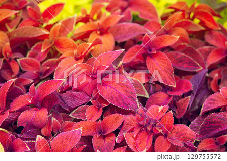 Coleus blumei Wizard Sunset. Red and purple leaves background close up, bright color lush foliage texture. Abstract natural pattern Coleus blumei Wizard Sunset. Red and purple leaves background close up, bright color lush foliage texture. Abstract natural pattern 129755572