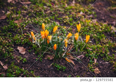 Bright orange crocuses bloom in early spring garden 129755581