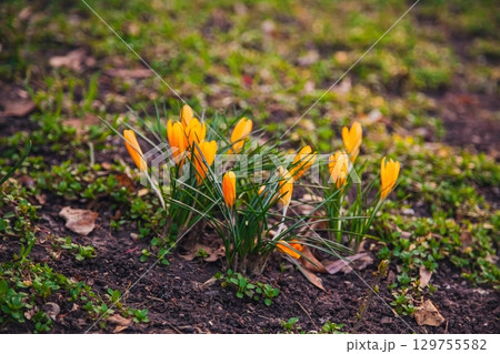 Bright yellow crocus flowers bloom among green grass in a springtime garden Bright yellow crocus flowers bloom among green grass in a springtime garden 129755582