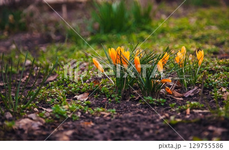 Bright yellow crocus flowers bloom in early spring garden Bright yellow crocus flowers bloom in early spring garden 129755586