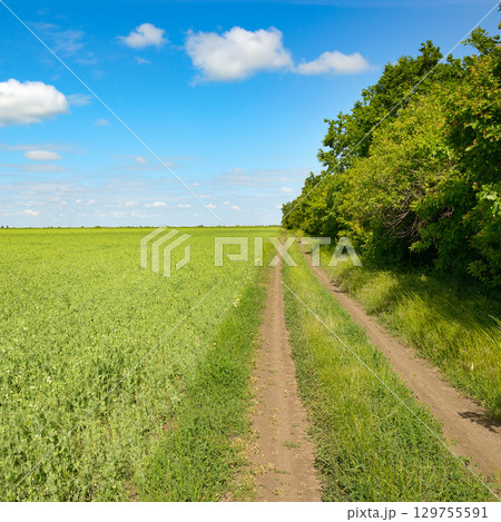 Country road through young pea field and blue sky with white clouds. 129755591
