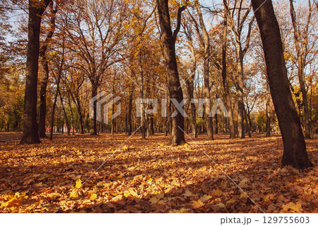 Photo from the ground of an autumn park with fallen leaves and a sunny sunset light 129755603