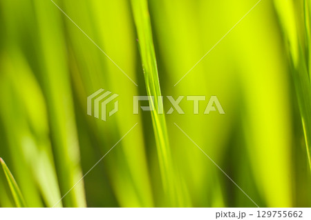 Green shoots of spring grass in the backlight warm sunbeam light, macro lens shot. Spring and summer background. Green shoots of spring grass in the backlight warm sunbeam light, macro lens shot. Spring and summer background. 129755662