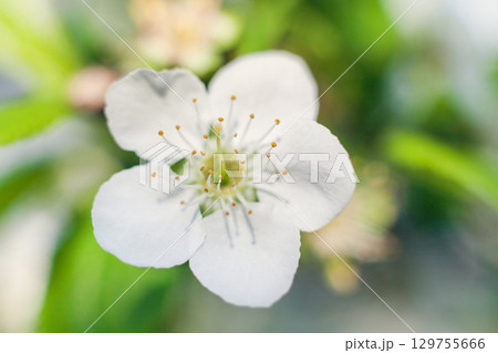 Beautiful white flower blooming in spring showcasing delicate petals and vibrant details in a garden setting Beautiful white flower blooming in spring showcasing delicate petals and vibrant details in a garden setting 129755666