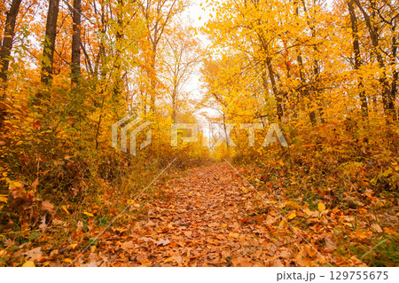 Pathway through autumn forest, among trees and shrubs, photography from the ground Pathway through autumn forest, among trees and shrubs, photography from the ground 129755675