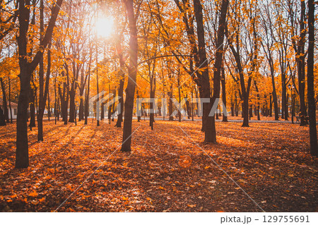 Autumn city Park with an asphalt path among the trees, through which the sun shines 129755691