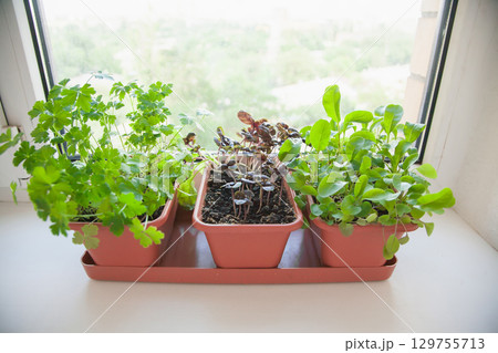 Growing herbs on the windowsill. Young sprouts of parsley, arugula and lilac Basil in a pot on a white windowsill 129755713