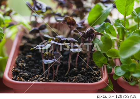 Growing herbs on the windowsill. Young sprouts of lilac Basil and arugula in a pot on a white windowsill 129755719