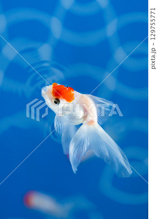 水紋の中をゆったりと泳ぐ白金魚の美しさ 129755771