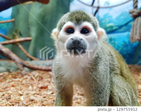 Saimiri sciureus. Close-up of a Common Squirrel Monkey with big eyes in zoo 129755912