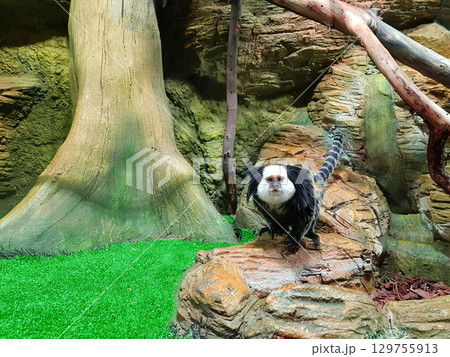 Marmoset monkey in the zoo 129755913