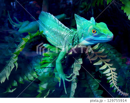 Helmet-bearing basilisk sits in a terrarium among green leaves Helmet-bearing basilisk sits in a terrarium among green leaves 129755914