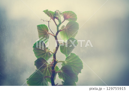 Green foliage of home plant geranium or pelargonium on the windowsill on the background of the rain window Green foliage of home plant geranium or pelargonium on the windowsill on the background of the rain window 129755915