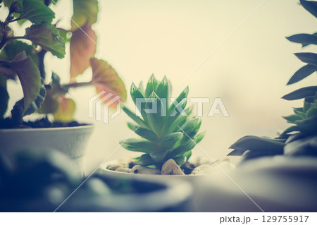 Green foliage of home plant cactus, succulent plant on the windowsill on the background of the rain window Green foliage of home plant cactus, succulent plant on the windowsill on the background of the rain window 129755917