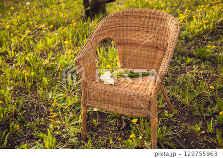 A wicker chair stands on the grass with dandelions in a blooming Apple orchard. 129755963